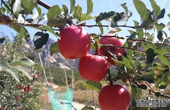 矮化蘋果苗木栽植技術要點